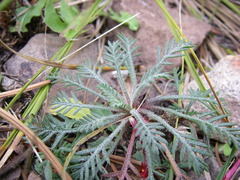 Ipomopsis aggregata aggregata