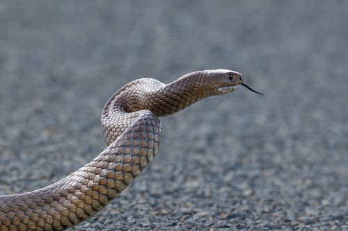 Eastern Brown Snake sighting