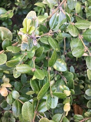 Monarthropalpus flavus