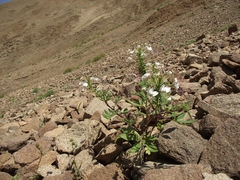 Cleome chilensis