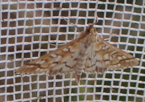 Orange Epipagis Moth photo 3