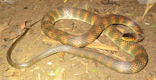 Barred keelback
