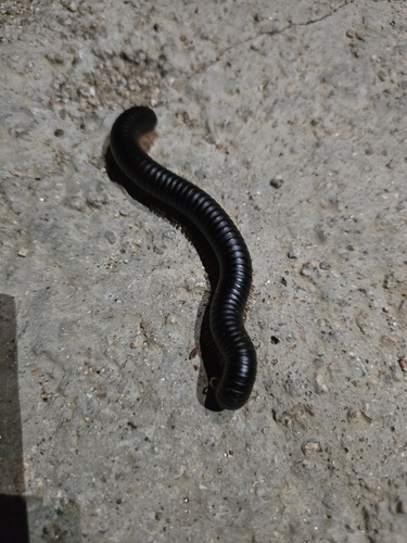 Archispirostreptus syriacus