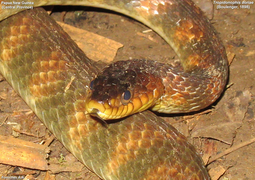 Barred keelback