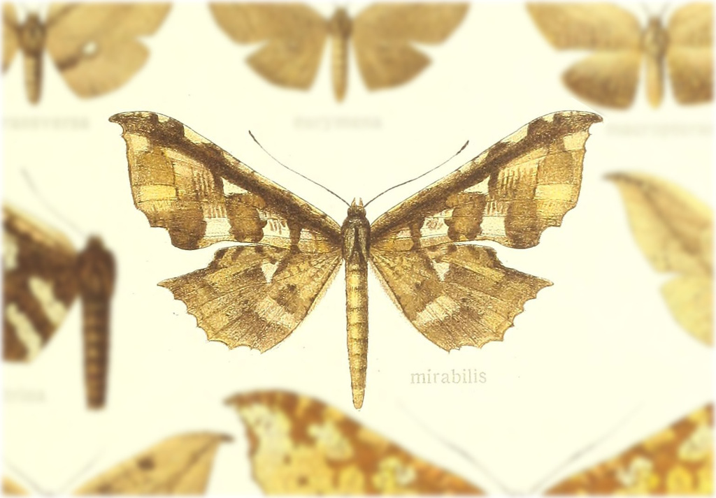 Draconia mirabilis
