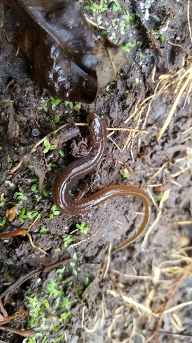 Many-ribbed Salamander, Eurycea multiplicata