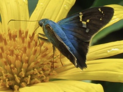Astraptes brevicauda