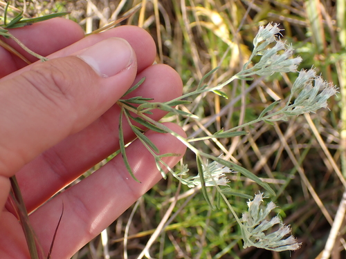 justice-weed (Eupatorium leucolepis)