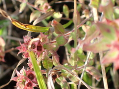 author not stated, no rights reserved Ludwigia pilosa, photograph author not stated, no rights reserved