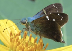 Astraptes brevicauda