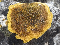 Variospora aurantia