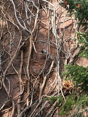 Sciurus carolinensis pennsylvanicus