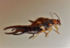 Forficula smyrnensis