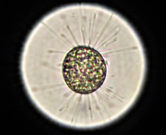 Heliozoa
