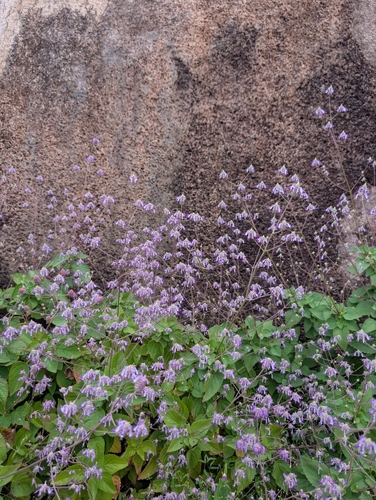 Coleus strobilifer, photograph 3