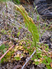 Botrychium neolunaria