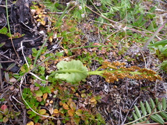 Botrychium neolunaria