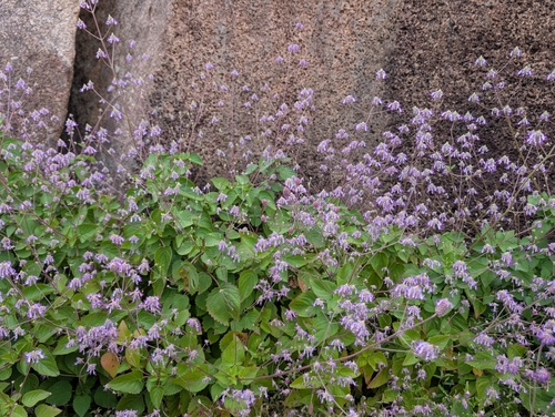 Coleus strobilifer, photograph 4