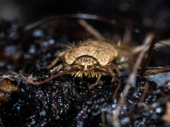 Ctenolepisma ciliatum