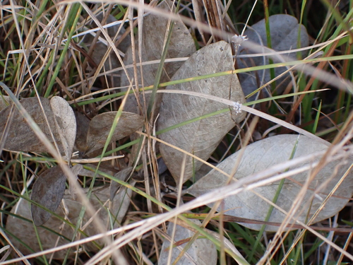 grayhairy wild indigo (Baptisia cinerea)