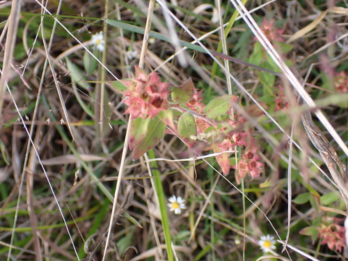 Hairy Primrose-willow (Ludwigia pilosa)