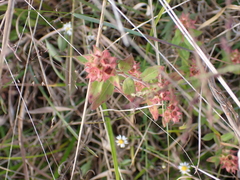Ludwigia pilosa
