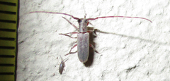Eunidia angolana