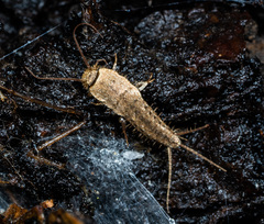 Ctenolepisma ciliatum