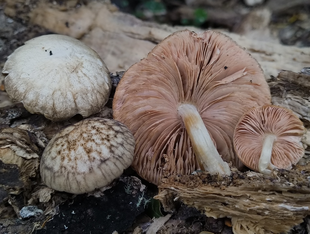 Pluteus readiarum · October 2025 · photo: © zedt (iNaturalist, cc-by)