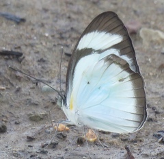 Itaballia demophile centralis