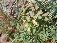 Euphorbia portlandica