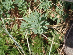 Euphorbia portlandica