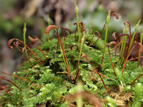 Racopilum strumiferum observed 2025-10-07