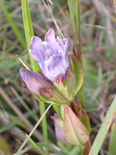 coastal plain gentian (Gentiana catesbaei)