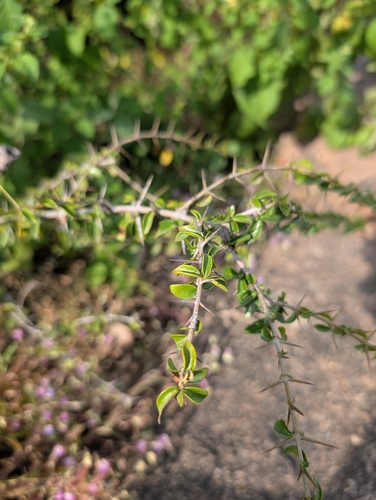 Canthium coromandelicum, photograph 6