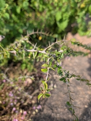 Canthium coromandelicum, photograph (c) Ravuri Krishna Chaitanya, some rights reserved (CC BY)