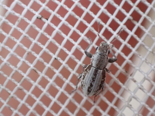 Little Fringed Weevil photo 3