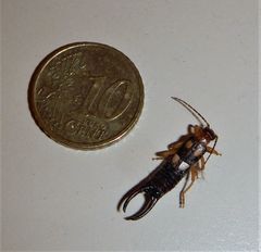 Forficula smyrnensis