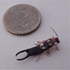 Forficula smyrnensis