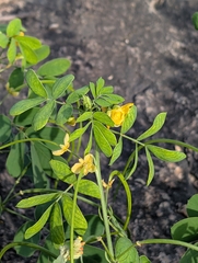 Senna tora, photograph (c) Ravuri Krishna Chaitanya, some rights reserved (CC BY)