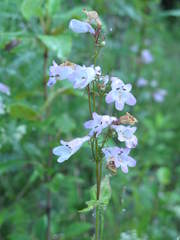 Penstemon calycosus