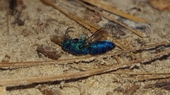 Exochrysis tolteca