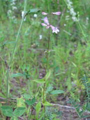 Penstemon calycosus