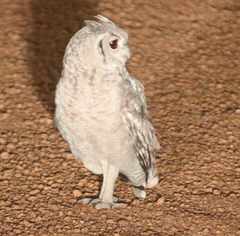 Bubo cinerascens