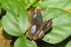 Pierella hortona