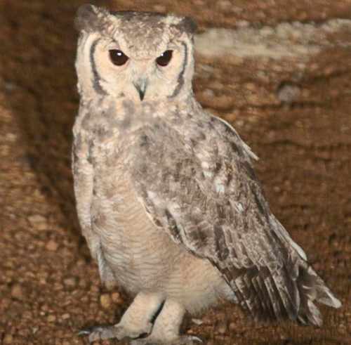 Grayish Eagle-Owl