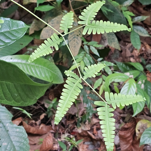 Dicranopteris subpectinata observed 2025-10-04