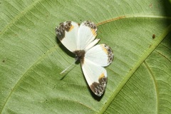 Nymphidium leucosia