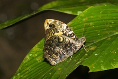 Opsiphanes quiteria