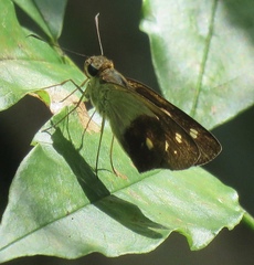 Calpodes esperi